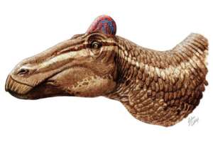  Edmontosauraus regalis глазами художника Иллюстрация Julius Csotonyl/Bell et al./Current Biology