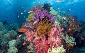 Морские кораллы. Фото: http://www.gandex.ru/