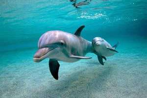 Дельфины. Фото: http://www.molomo.ru/
