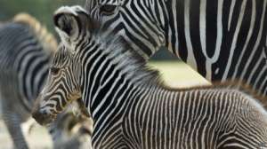 Ученые выдвинули новую теорию, почему зебра полосатая. Фото: bbc.co.uk