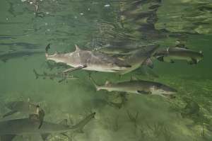 Острозубые акулы в Бимини. (Фото: Matt Potenski)