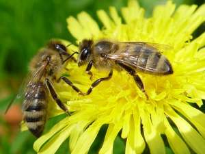 Пчелы. Фото: http://vospitatel.com.ua/