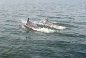 Дельфины. Фото: ВестиRru