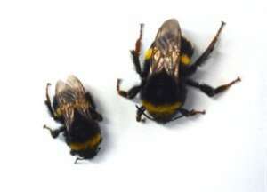 Длительное воздействие пиретроидного пестицида, который используется на цветущих культурах для предотвращения повреждения насекомыми, уменьшает размер отдельных пчел, производимых колонией. (Фото: Royal Holloway, University of London)