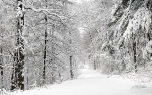 Лес зимой. Фото: http://www.sunhome.ru/