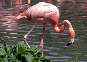 Фламинго. Фото: ВикипедиЯ
