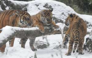 Амурские тигры. Фото: http://gdefon.com