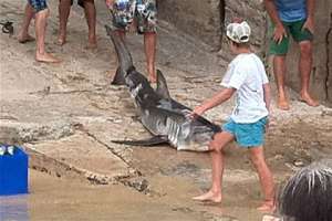 Убитая акула Фото: NSW Department of Primary Industries