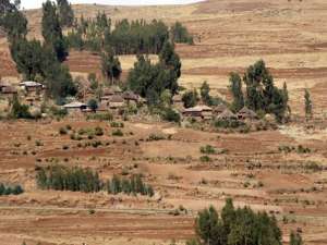 Эвкалиптовые плантации в Эфиопском нагорье. (Фото: Paula Guzman)