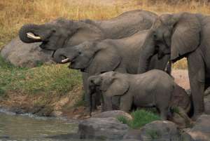 Слоны. Фото: http://animal-photos.ru