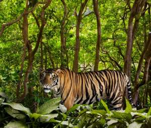 Между тигром и деревьями есть кое-что общее. (Фото John Lund.)
