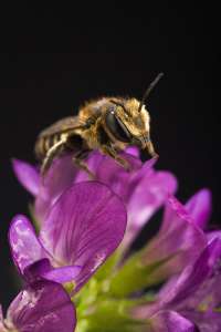 Megachile rotundata, пчела, «режущая» листья люцерны. (Фото: Peggy Greb / USDA Agricultural Research Service)