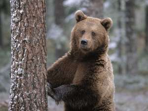 Медведь. Фото: http://animalpix.ru