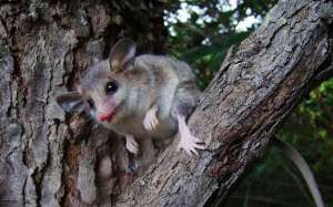 Сумчатые мыши Австралии. Фото: http://www.infoniac.ru/