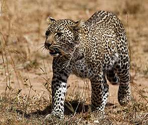 Леопард в Индии. Фото: http://dni.ru