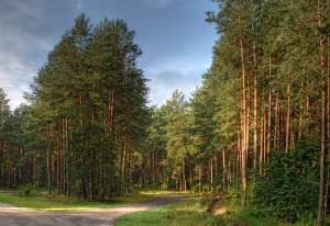 Сосновые леса. Фото: http://kudarom.ru/