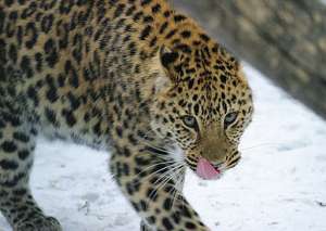 Амурский леопард. Фото: http://wikispaces.com