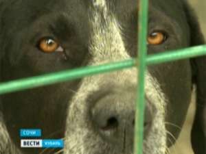 Еще 150 сочинских собак могут отправиться за границу. Фото: ГТРК &quot;Кубань&quot;