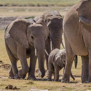 Слоны умеют определять возраст, пол и язык человека по его голосу. Фото: Вокруг Света