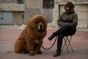 Тибетский мастиф на одной из выставок собак в Китае Фото: Ed Jones / AFP