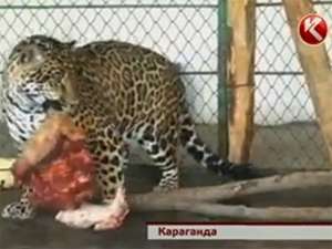 Громкий скандал разгорелся в карагандинском зоопарке Казахстана. Его посетители стали свидетелями душераздирающего зрелища: маленького медвежонка сожрали два ягуара. Фото: КТК