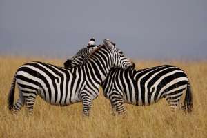 Полосы зебр защищают их от слепней и мух цеце. (Фото Arthur Morris.)