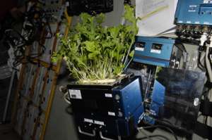 Салат мизуна растет в оранжерее, прежде чем его соберут и заморозят. (Фото НАСА)  Подробнее см.: http://www.nkj.ru/news/24049/ (Наука и жизнь, Растения научат человека бороться со стрессом в космосе)