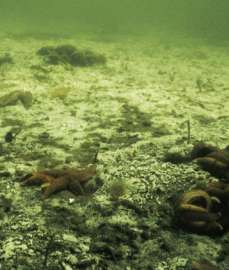 Когда содержание кислорода в придонной воде достигает нижней точки, единственные оставшиеся в живых, в конечном счете, - это бактерии, которые живут на морском дне. Здесь лоскуты белых серных бактерий образуют саван. (Фото: Петр Бондо Кристенсен)