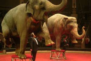 Слоны в цирке. Фото: http://www.molomo.ru
