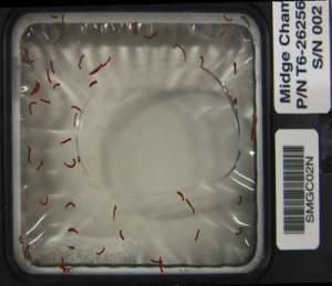 Кассеты с обезвоженными личинками комара-звонца. Через три часа после добавления воды. Фото: http://www.nkj.ru