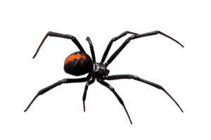 Новое исследование Университета Торонто показывает, что самцы пауков «черная вдова» предпочитают, чтобы их партнерша была откормленной девственницей, демонстрируя редкий пример предпочтений пауков мужского пола в выборе партнерш. (Фото: © peter_waters / Fotolia)