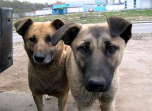 Бездомные собаки. Фото: http://obuchonok.ru