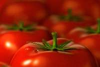 В Краснодарском крае запретили ввоз 22 тонн томатов из Турции