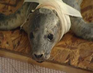 Самка серого тюленя по клички Жива. Фото: http://kaliningrad.rfn.ru