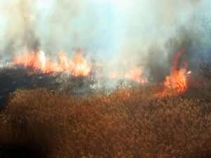 Лесные пожары. Фото: Вести.Ru