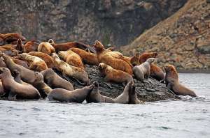 Морские животные вынуждены жить на угле. Фото: Дейта.Ru