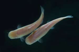 Слепые пещерные рыбы Phreatichthys andruzzii