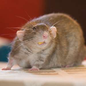 Крысы способны сожалеть о сделанном выборе. Фото: Вокруг Света