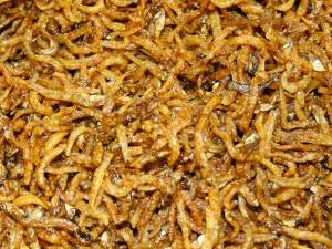Нидерландские ученые предположили, что спустя несколько десятков лет личинки насекомых будут активно использоваться в качестве корма в животноводстве. Фото: Global Look Press