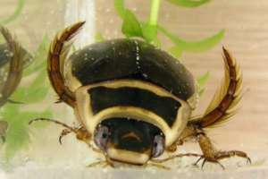 Жук-плавунец семейства Dytiscidae (фото Evanherk/Wikimedia Commons). 