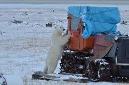 Медведь у населенного пункта. Фото: WWF России