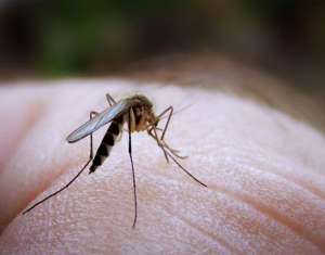 В потомстве генетически модифицированных комаров 95% составляют мужские особи. Фото: Вести.Ru