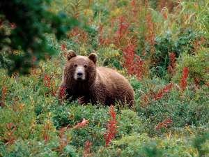 В Елизовском районе Камчатского края медведь напал в четверг на людей в лесу, в результате погибла женщина. Фото: Global Look Press