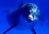 Дельфинам присвоили статус &quot;личностей, не относящихся к человеческому роду&quot;. Фото: telegraf.by