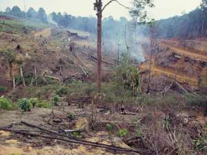 Индонезия в период с 2000 по 2012 год потеряла около 60 тысяч квадратных километров леса, что сопоставимо с площадью Ирландии. Фото: Global Look Press