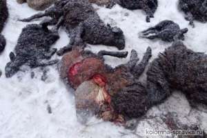  Погибшие овцы. Фото: kolomna-spravka.ru