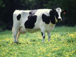 Основными виновниками глобального потепления могут быть коровы, а не человек (фото Wikimedia Commons). 