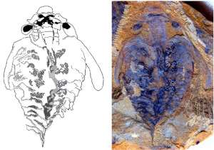  Сравнение анатомии мозга Lyrarapax unguispinus (серым) и современного онихофора (в цвете) Изображение: Nicholas Strausfeld 