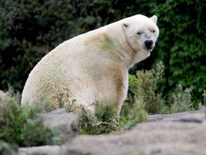Белый медведь выгнал российских ученых из лагеря на Шпицбергене. Фото: Global Look Press