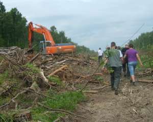 Защитники лесов Ленобласти отбраковали 18 из 2000 кг семян